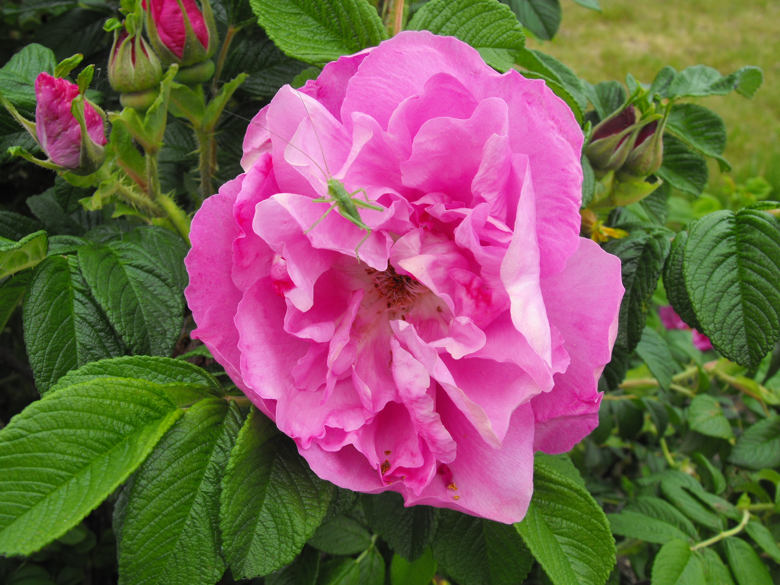 ROSA rugosa ANGELIA ® PURPLE 'Minrugo4v' cov - FPB - Formidable